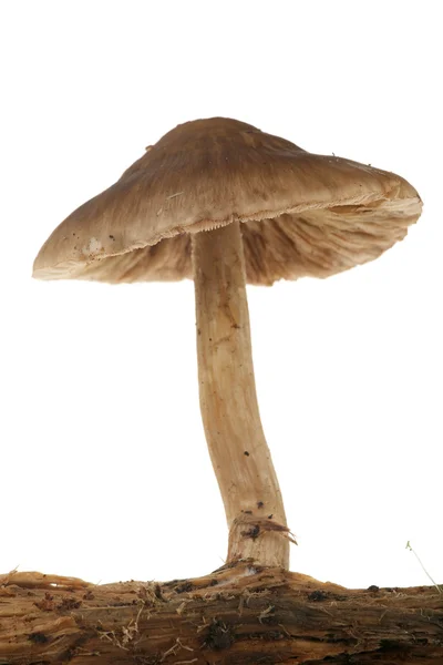 在一棵树上蘑菇 — 图库照片