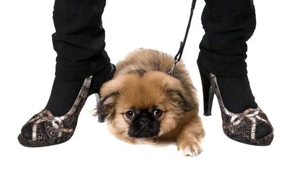 Filhote de cachorro pekinese engraçado — Fotografia de Stock