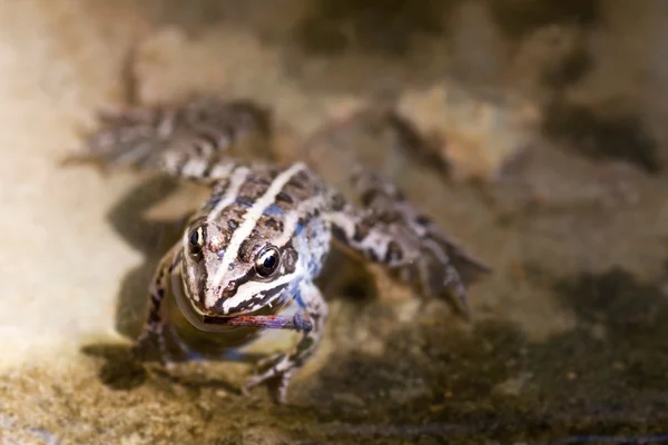 물에 개구리 — 스톡 사진