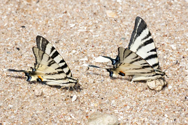 Πεταλούδα στην άμμο στην ξηρά — Φωτογραφία Αρχείου