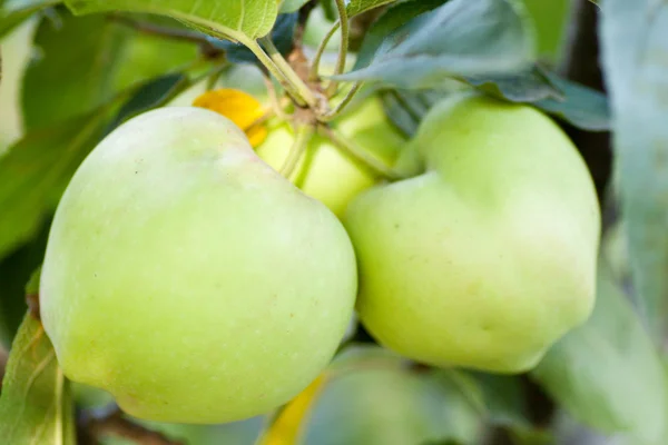 Сочное яблоко на ветке — стоковое фото