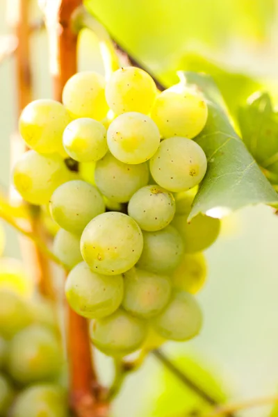 White grapes on a branch — Stock Photo, Image