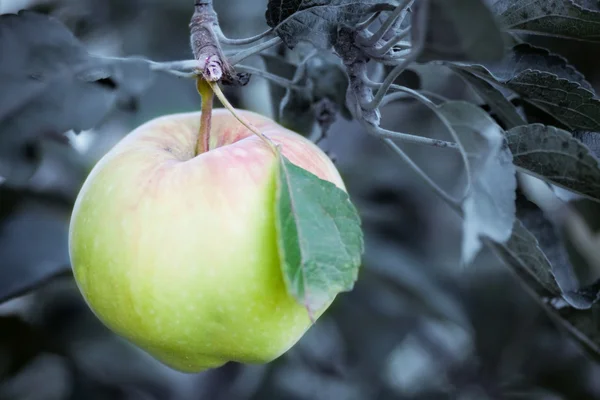 枝にリンゴのジューシーです — ストック写真