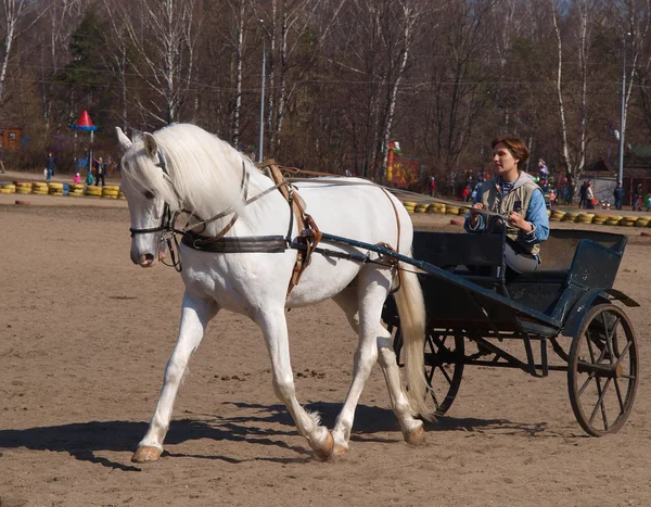 Cart with a white horse — Stock Photo, Image