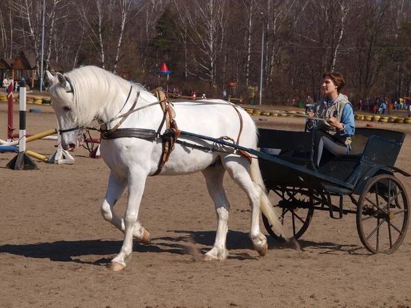 Vogn med hvit hest – stockfoto