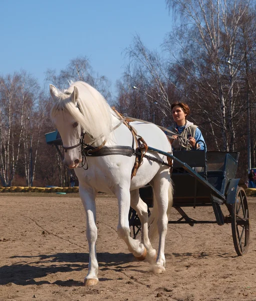 Vagn med en vit häst — Stockfoto