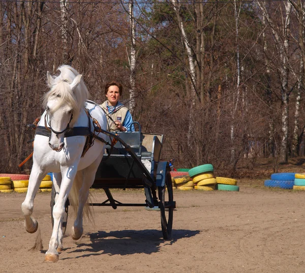 Carro con un caballo blanco — Foto de Stock