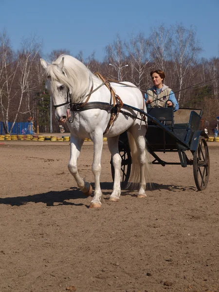 Vogn med hvit hest – stockfoto
