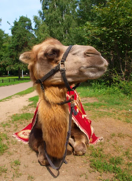 Trots op jonge kameel — Stockfoto