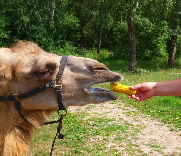 Het hoofd van een jonge kameel. — Stockfoto