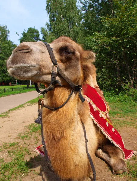 Trots op jonge kameel — Stockfoto