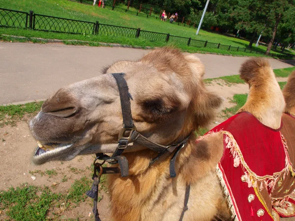Vergadering jonge kameel — Stockfoto