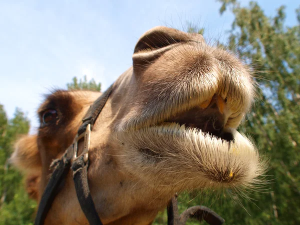 Het hoofd van een jonge kameel. — Stockfoto