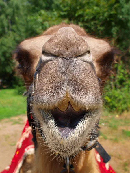 The head of a young camel. — Stock Photo, Image