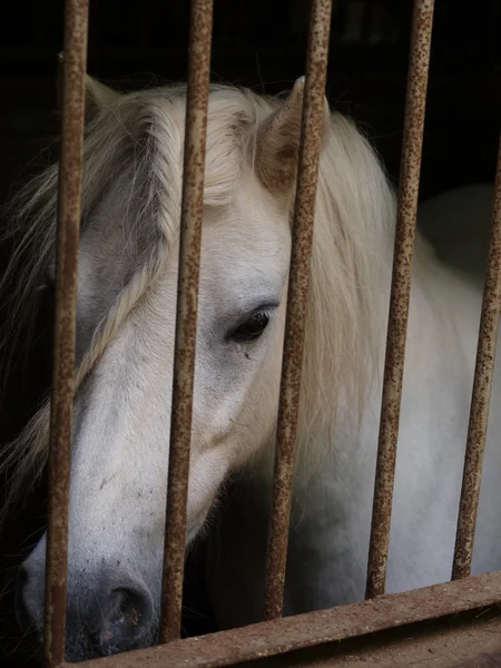 Ponny bakom galler — Stockfoto