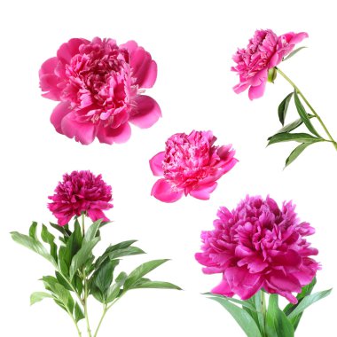 Peony flower isolated on white background clipart