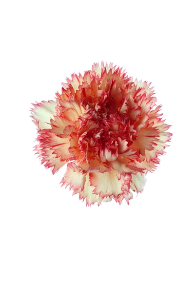 Carnatoins flowers — Stock Photo, Image