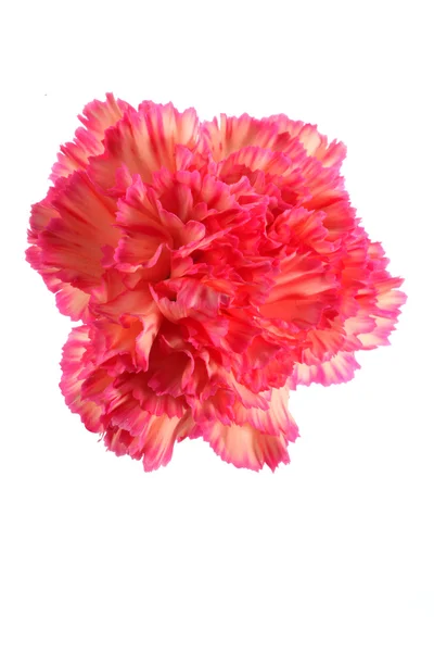Flores de carnatoínas — Fotografia de Stock