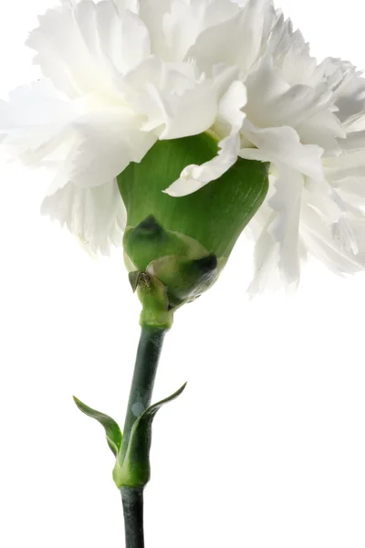 Carnatoins flowers — Stok fotoğraf