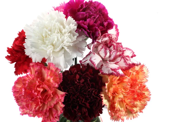 Carnatoins flores — Foto de Stock