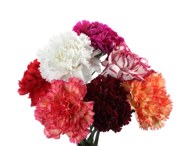 Kwiaty carnatoins — Zdjęcie stockowe