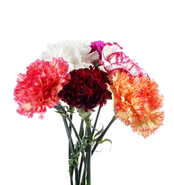 Carnatoins λουλούδια — Φωτογραφία Αρχείου