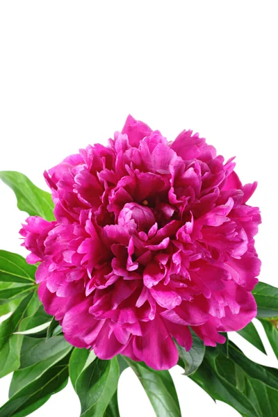 하얀 배경에 고립되어 있는 조랑 꽃 — 스톡 사진