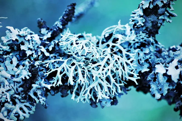 Lichen (Hypogymnia physodes) croissant sur une branche — Photo