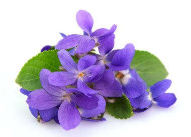Violets flowers clipart