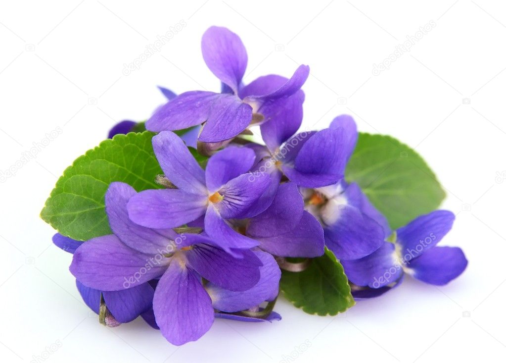 Violets flowers