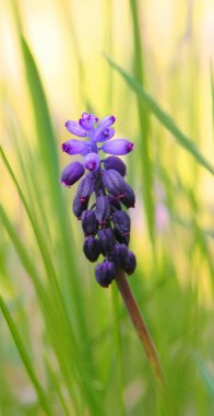 Muscari neglectum