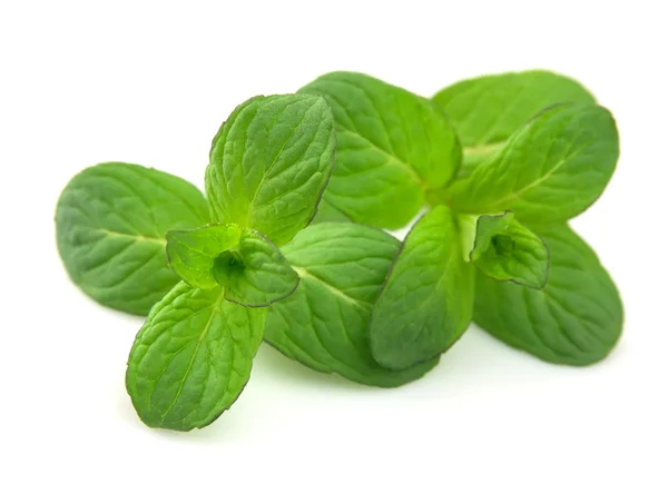 Fresh green mint — Stock Photo, Image
