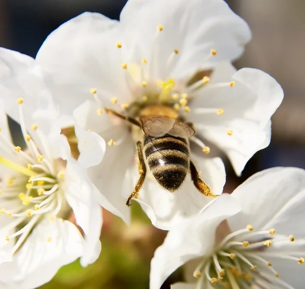 stock image The wasp collects nectar