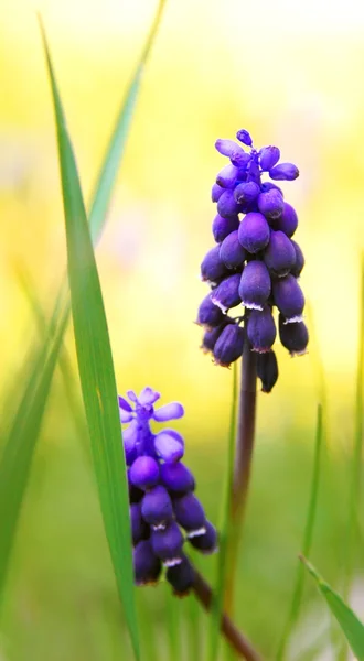 stock image Muscari neglectum close up