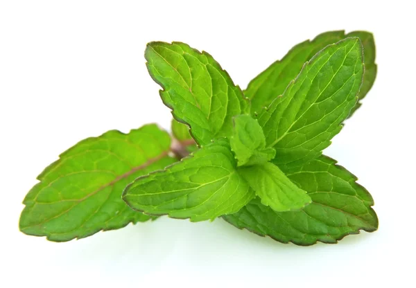 Fresh green mint — Stock Photo, Image