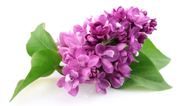 Spring lilac flower — Stock Photo, Image