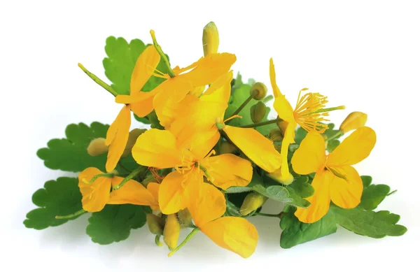 Flores celandinas — Fotografia de Stock