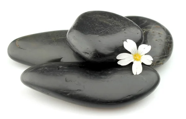 Stones with white flower — Stock Photo, Image