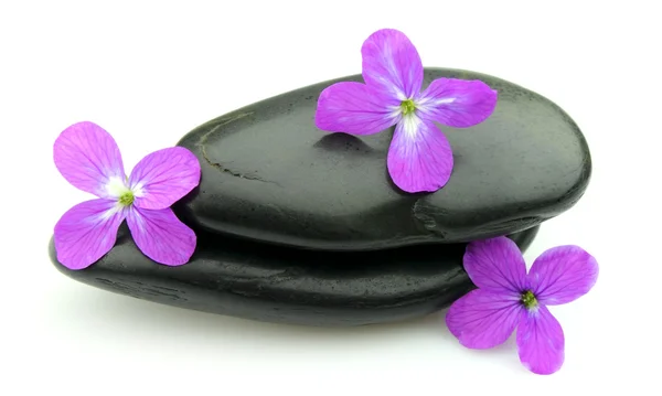 Piedras con flores violetas — Foto de Stock