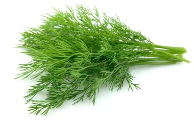 Young dill close up clipart