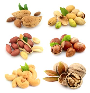 Collection of nuts clipart