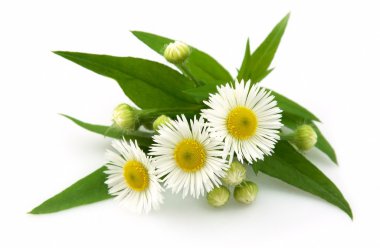 Wood camomile clipart