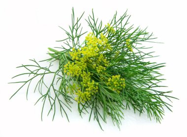 Blossoming fennel clipart
