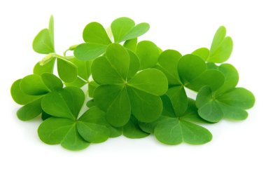 Leaf clover clipart