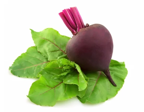 Young beet with leaves — Stock Photo, Image
