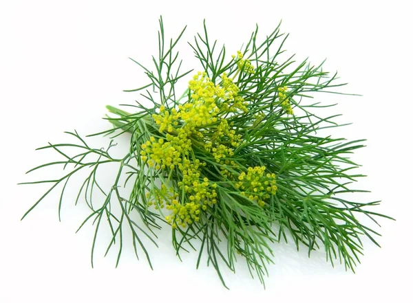 Blossoming fennel — Stock Photo, Image