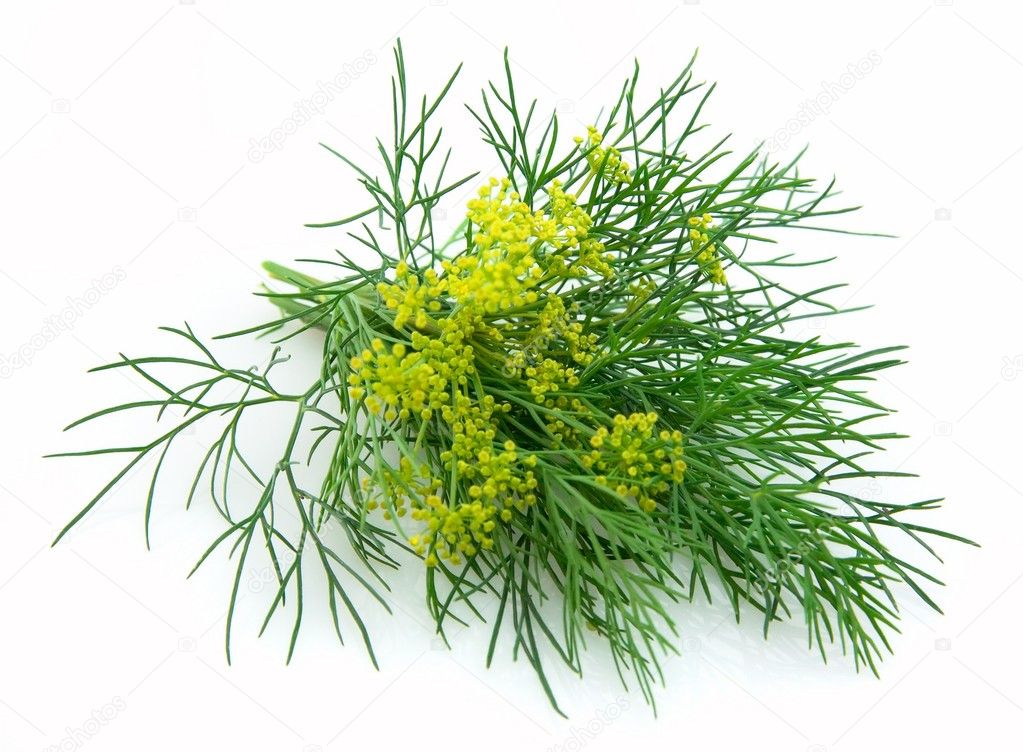 Blossoming fennel