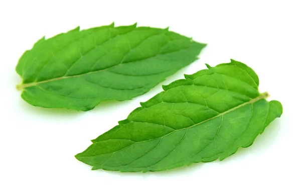 신선한 민트 잎 — 스톡 사진