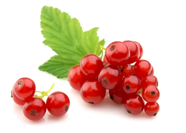 stock image Red Currant