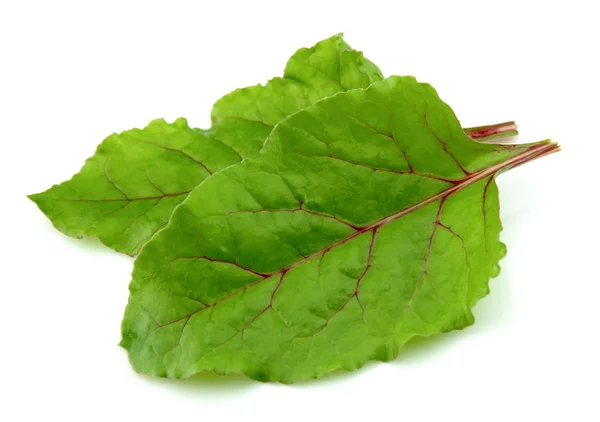 Beet leaves — Stock Photo, Image